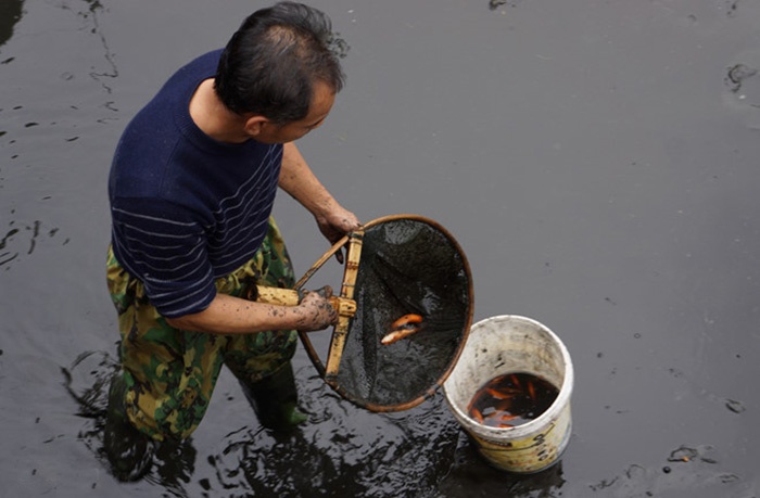 Giá cá chép đỏ giảm mạnh trước ngày ông Táo về trời