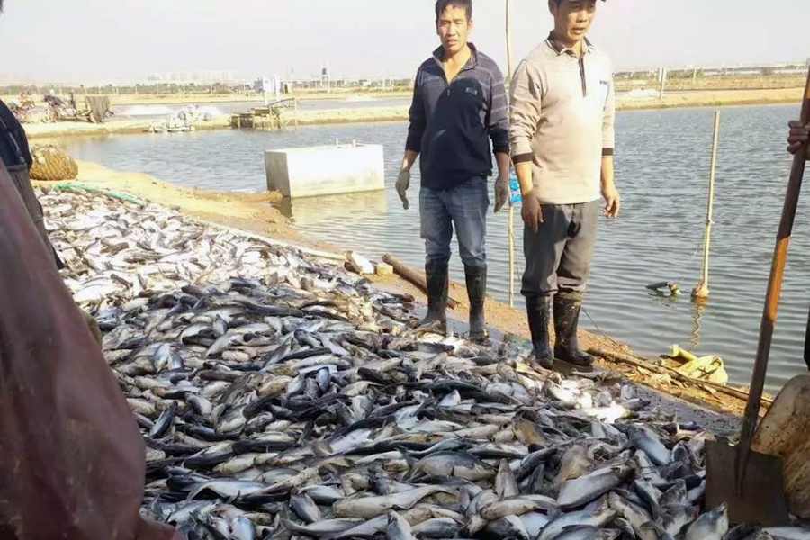 Nhiệt độ giảm thấp: cá tra, cá rô phi nuôi Trung Quốc chết hàng loạt