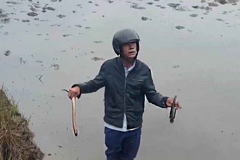 Cá chết bất thường tại Quảng Trị
