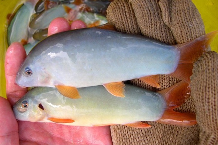 Mật độ phù hợp cho nuôi vỗ thành thục của cá heo