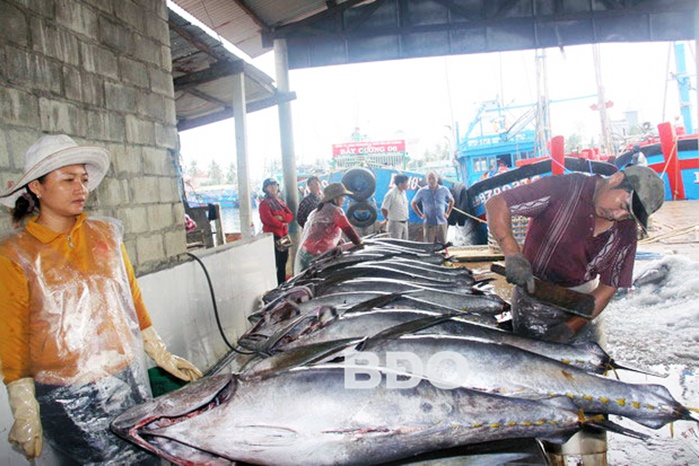 Ngư dân Bình Định vui mùa cá ngừ đại dương