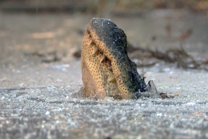 Kì lạ hiện tượng cá sấu "ngủ đông" ở Mỹ