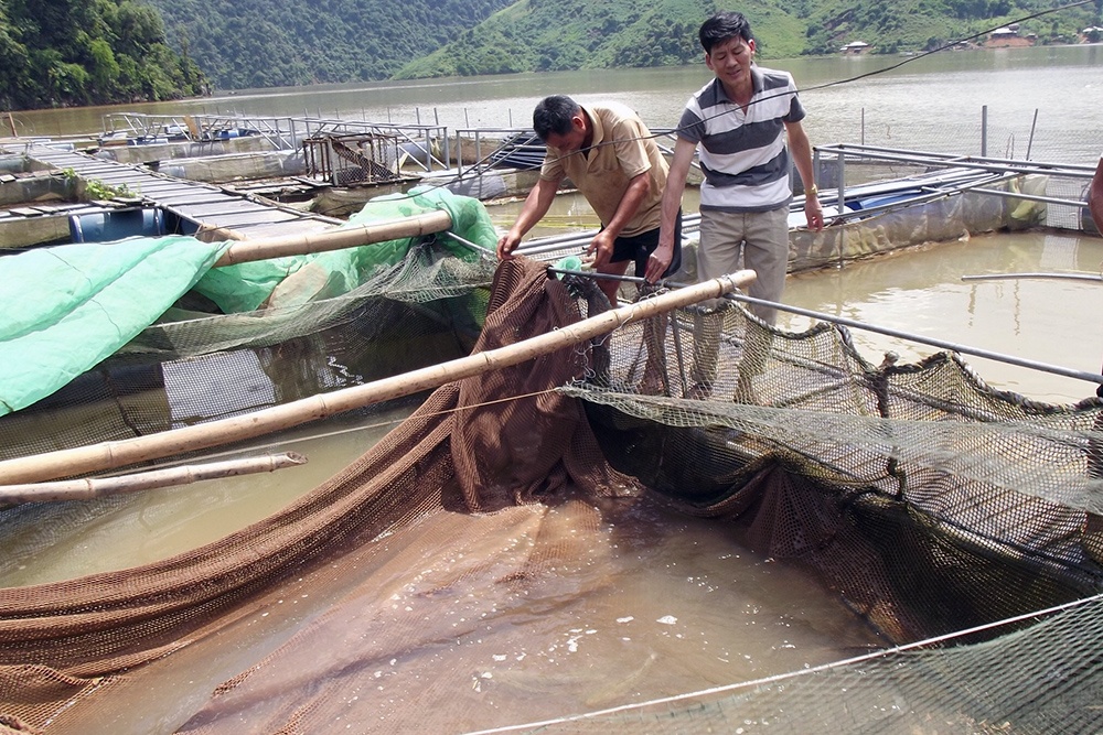 Điển hình nuôi cá chiên trên hồ thủy điện