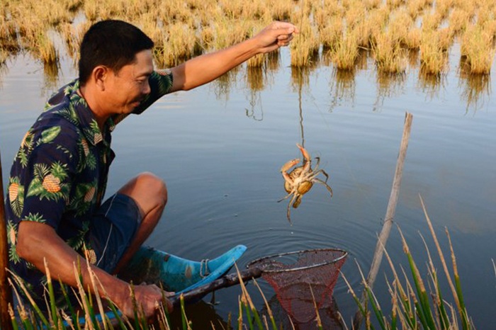 Giá cua tăng mạnh trước Tết, giá cua, giá thủy sản