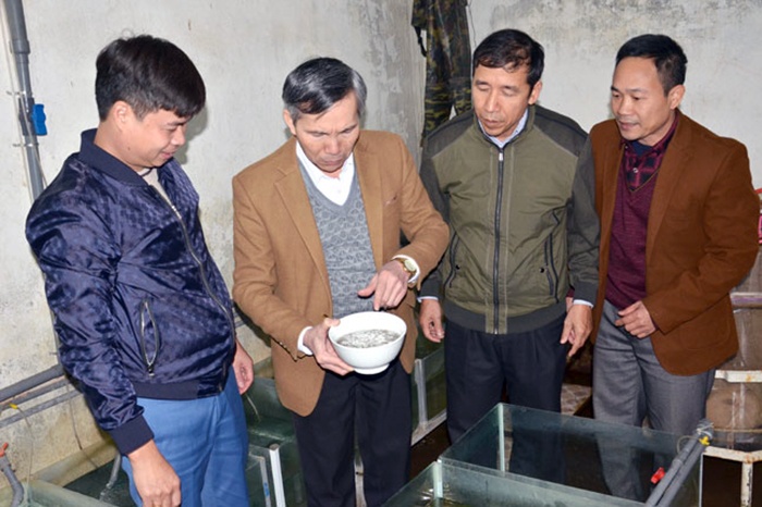 Nhân giống thành công cá tiến vua đắt nhất Việt Nam