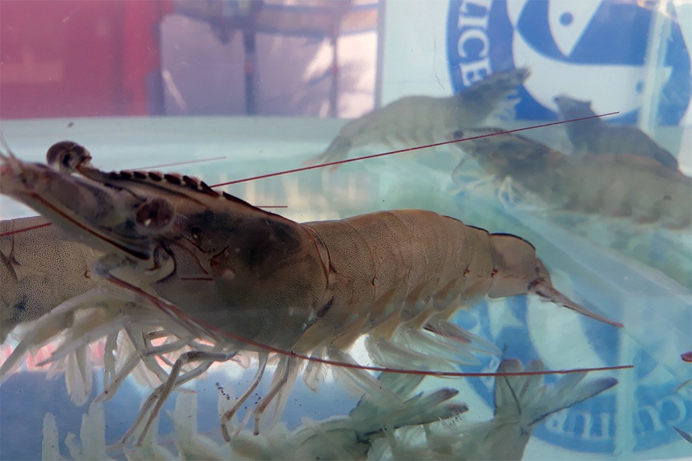 Tôm càng xanh và tôm thẻ ăn như thế nào?