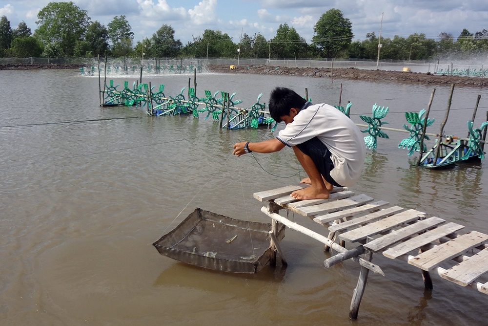 Khung lịch thời vụ nuôi tôm Cà Mau năm 2019