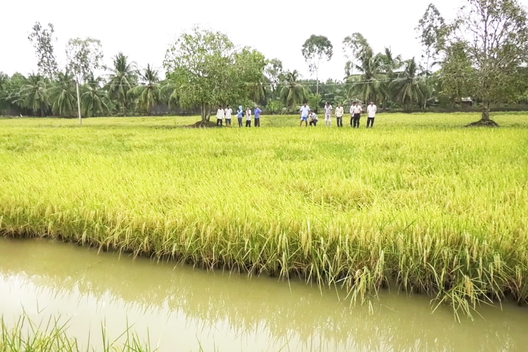 Hiệu quả mô hình sản xuất lúa hữu cơ trên đất nuôi tôm