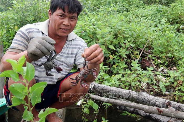 Ba khía nuôi tự nhiên dưới tán rừng ven biển "hút hàng"