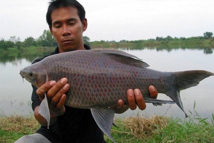 Mô hình thủy sản mới: Nuôi cá ét mọi thương phẩm