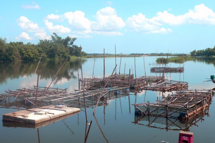 Mô hình nuôi cá lồng trên sông ở Hải Lăng gặp khó khăn