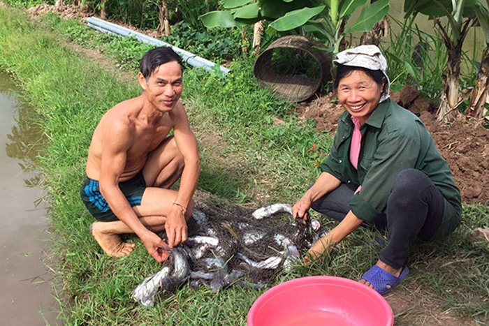 Thanh Hóa: Hiệu quả mô hình nuôi cá nheo Mỹ