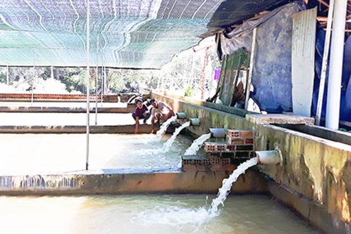 Triển vọng nuôi cá tầm ở Khánh Hòa