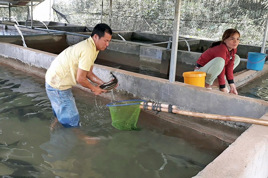 Triển vọng nuôi cá tầm ở Ðam Rông