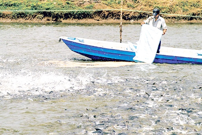 Tăng sức cạnh tranh của con cá tra