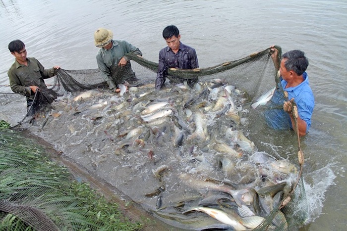 Thái Hòa: Hiệu quả từ mô hình nuôi cá trắm giòn