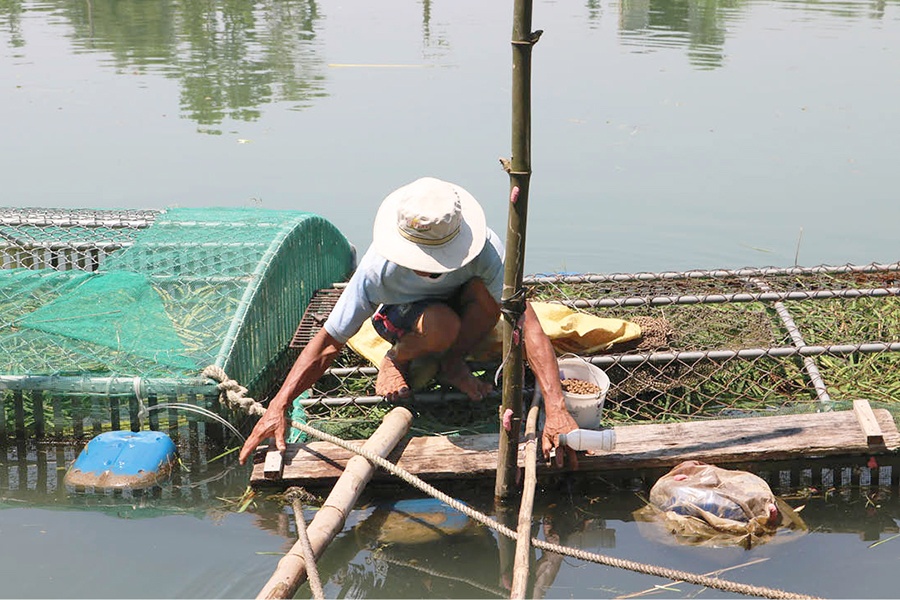 Thừa Thiên Huế: Thành công mô hình nuôi cá trắm xen ghép rô phi