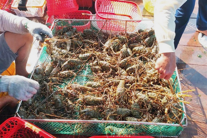 Cam Bình được mùa tôm hùm, người nuôi lãi khá