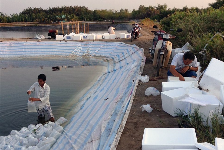 Nông dân Cần Đước phấn khởi vì giá tôm tăng