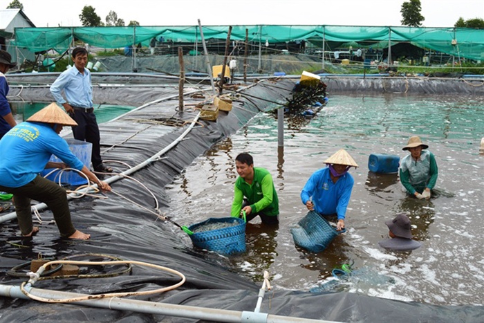 Nuôi tôm trong hồ lót bạt lãi lớn