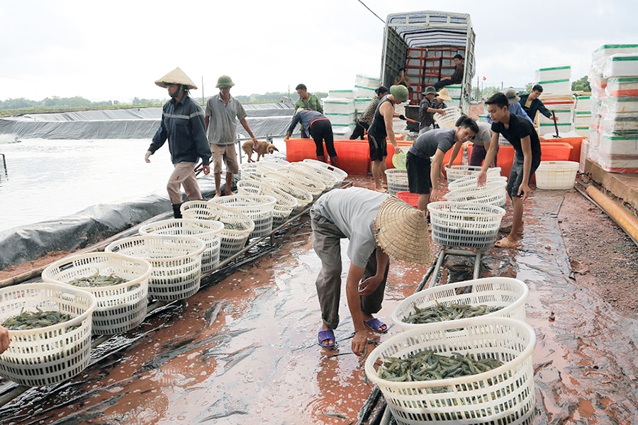 Nuôi trồng thủy sản phát triển ở Tiên Yên
