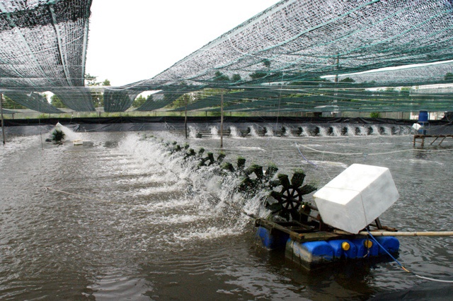 Xây dựng vùng nguyên liệu ổn định cho chế biến tôm xuất khẩu