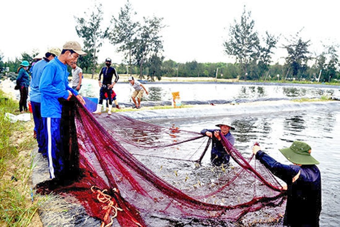 Quảng Nam: Nuôi tôm trên cát trúng lớn