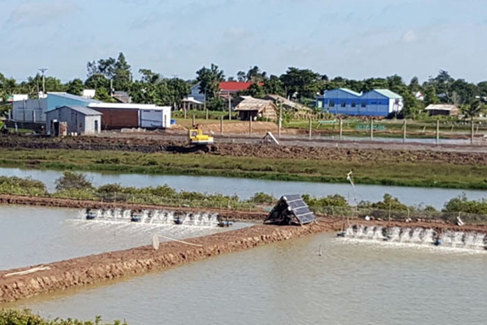 Tình hình tôm nuôi Cầu Ngang - Trà Vinh năm 2018