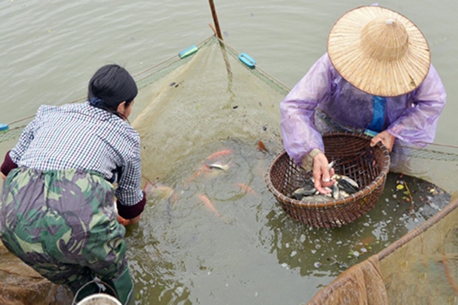 Xây dựng "vệ tinh" ương cá giống chất lượng cao