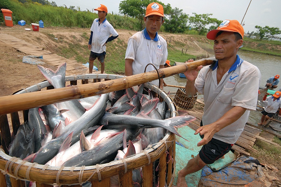 Kỳ vọng của ngành cá tra trong năm mới