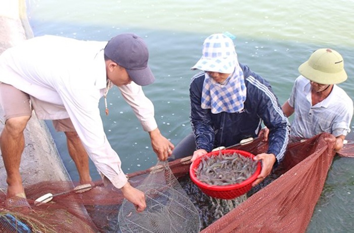 Trước tết nông dân Nghệ An thu hoạch tôm vụ 3 bán giá cao