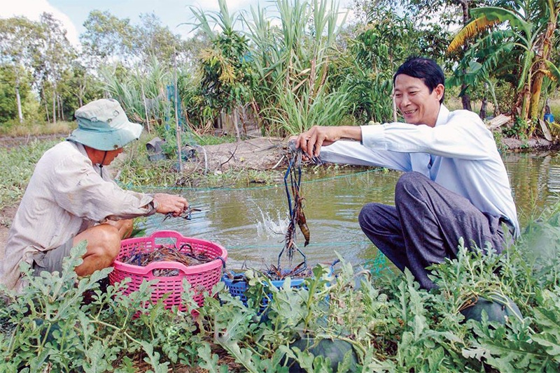 Tôm càng xanh được mùa, được giá