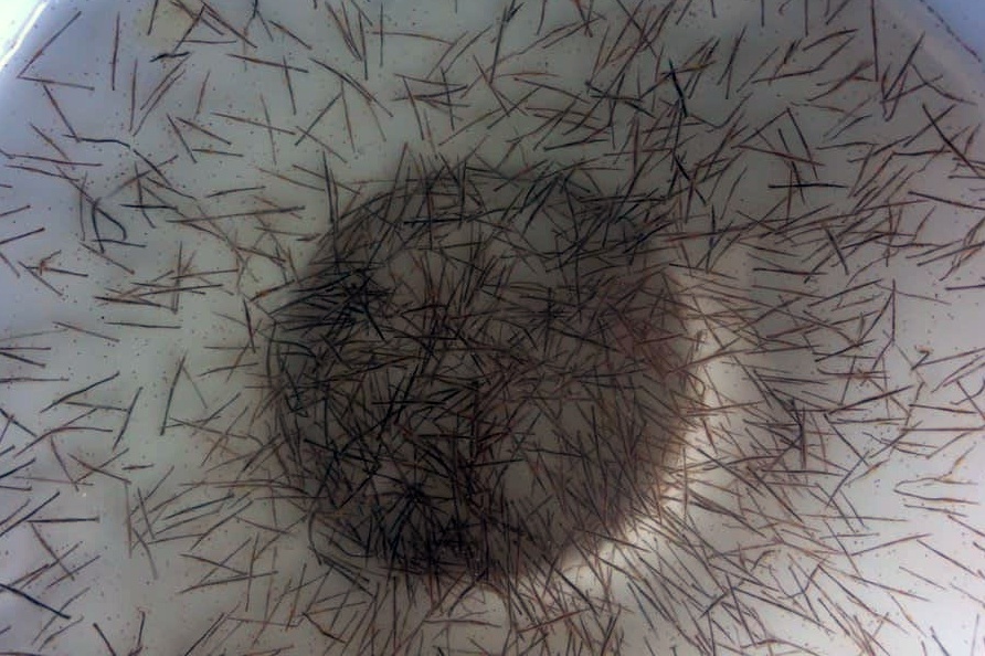 Tăng cường quản lý nguồn giống thủy sản