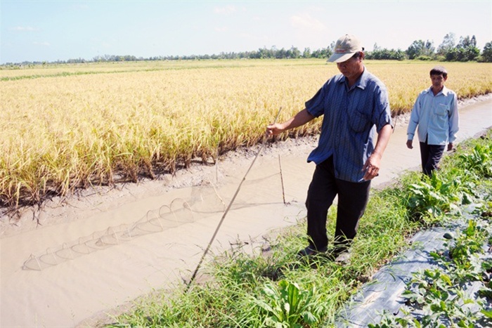 Nông dân ĐBSCL phấn khởi nhờ trúng mùa tôm lúa