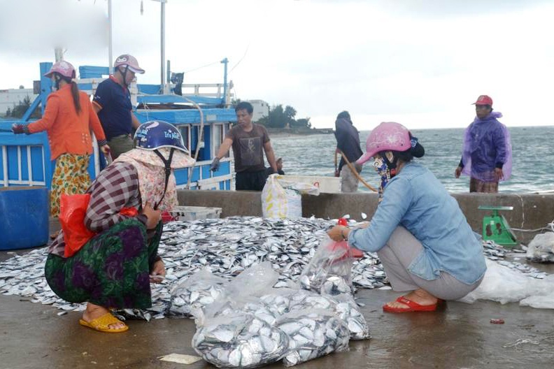 Ngư dân Lý Sơn trúng mùa cá bánh lái