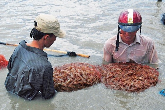 Xây dựng doanh nghiệp xã hội để liên kết ngành tôm