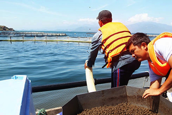 Thăm vùng nuôi cá chẽm quy mô lớn