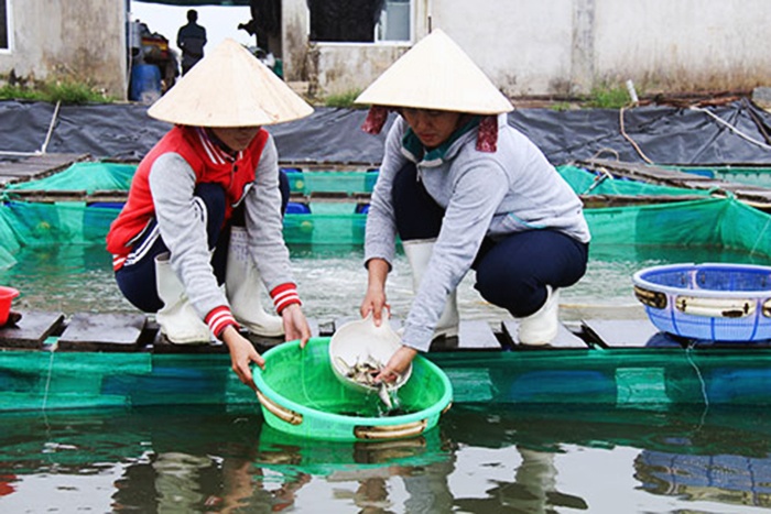 Tăng cường quản lý giống thủy sản