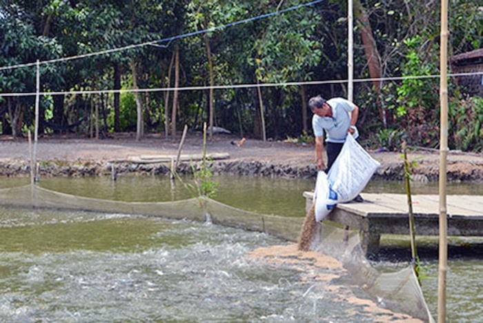 Người nuôi cá tra Hậu Giang thắng lớn