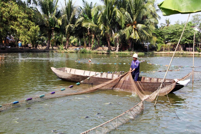 Người nuôi cá tra không nên "ngủ quên trên chiến thắng"!