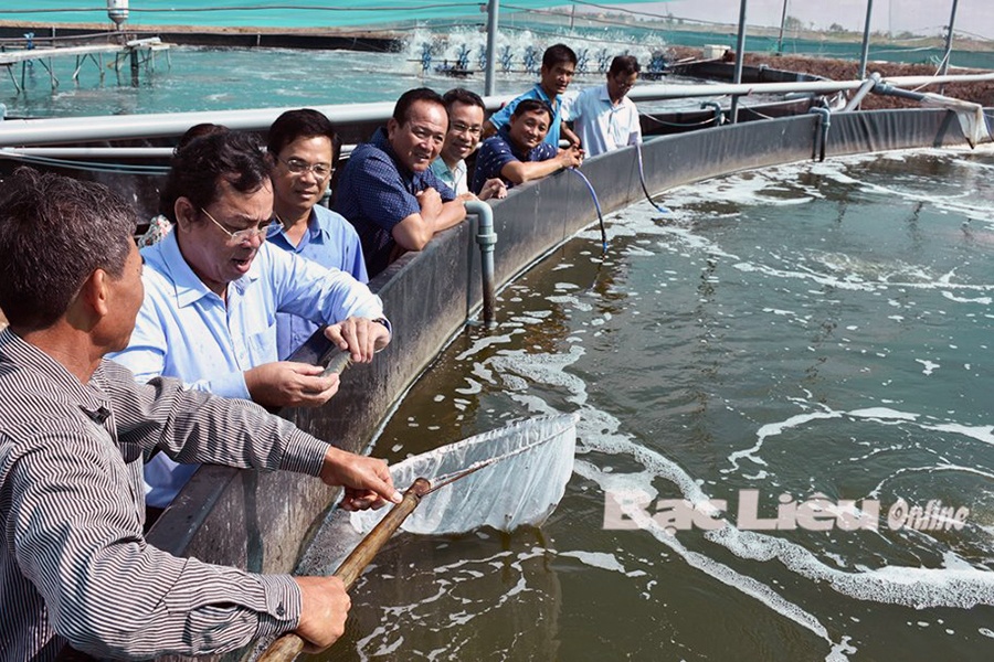 Bạc Liêu: Hướng đến thành lập hợp tác xã nuôi tôm công nghệ cao