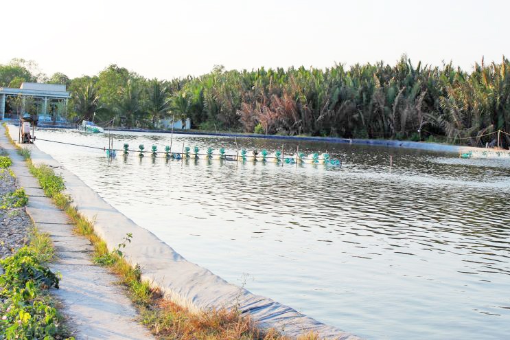 Người nuôi tôm lo lắng do nắng nóng kéo dài