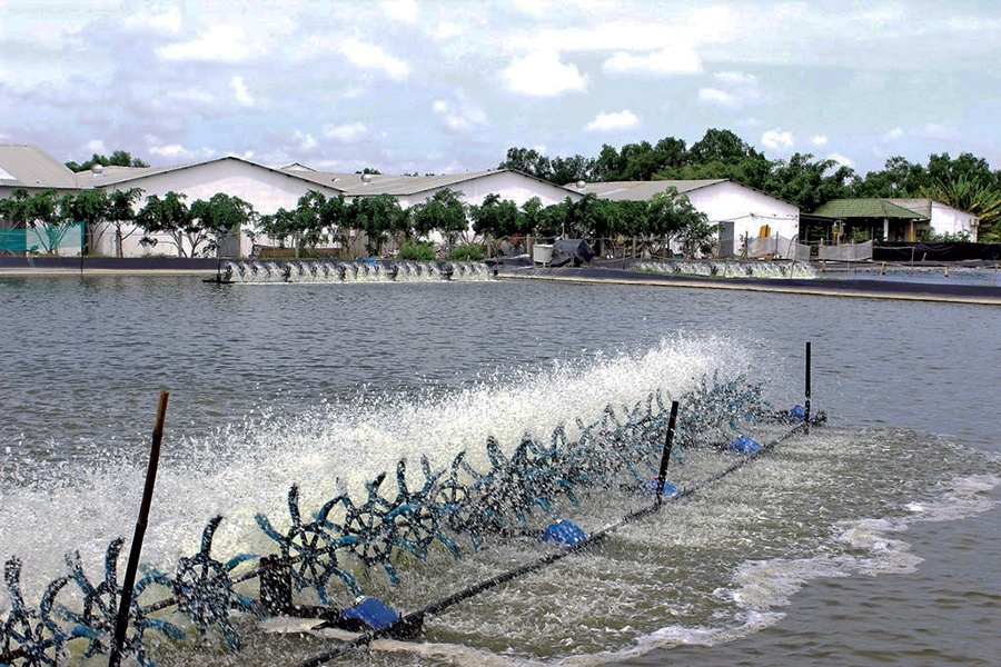 Nhờ con tôm, ăn tết lớn