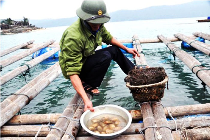 Nuôi ngao giá Vân Đồn: Bài học từ thất bại của nghề nuôi Tu hài