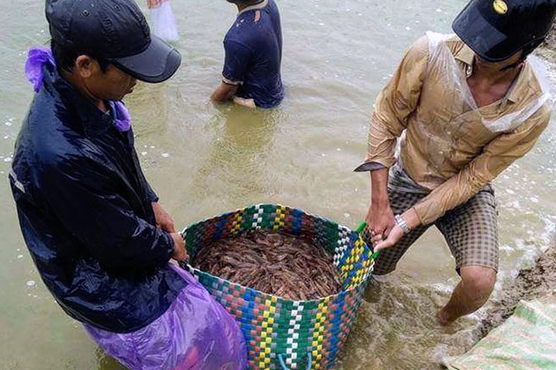 Nông dân nuôi tôm Bạc Liêu trúng mùa, trúng giá