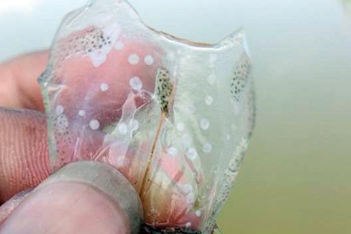 Vật mang virus đốm trắng (WSSV) lây bệnh cho tôm nuôi