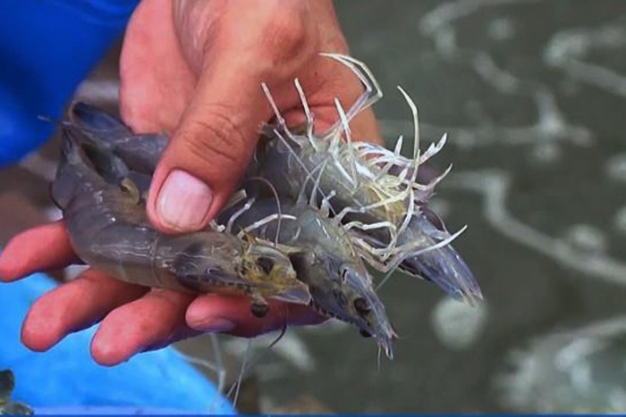 Cơ hội lớn cho con tôm sang Nhật Bản