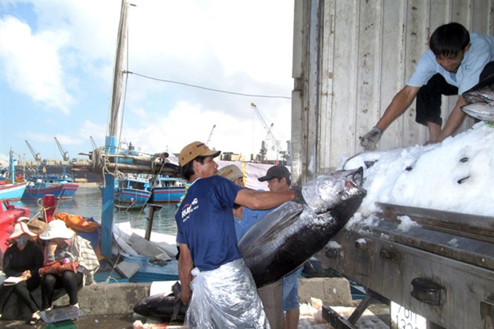 Chuyến biển xuyên tết, ngư dân Bình Định trúng đậm cá ngư