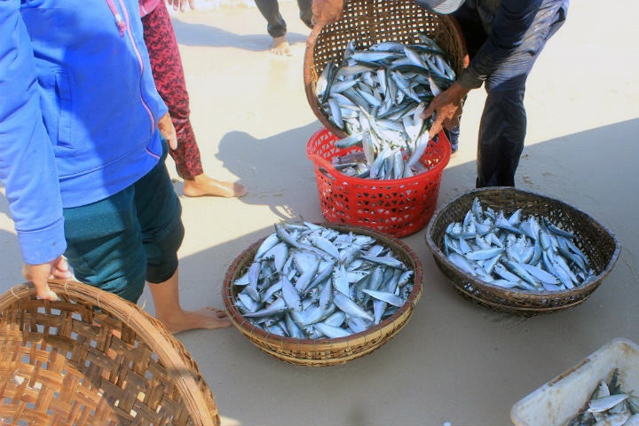 Niềm vui đầu năm của ngư dân miền biển