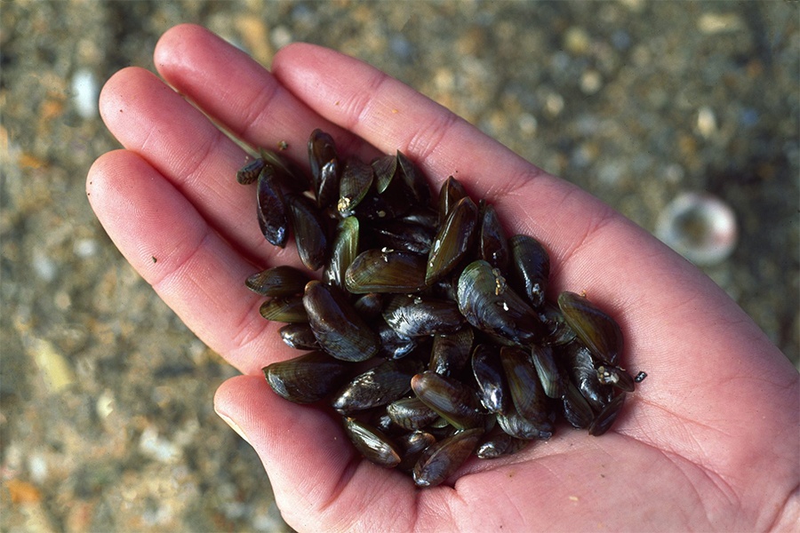 Nuôi Vẹm xanh giúp cải thiện môi trường vùng nuôi tôm hùm